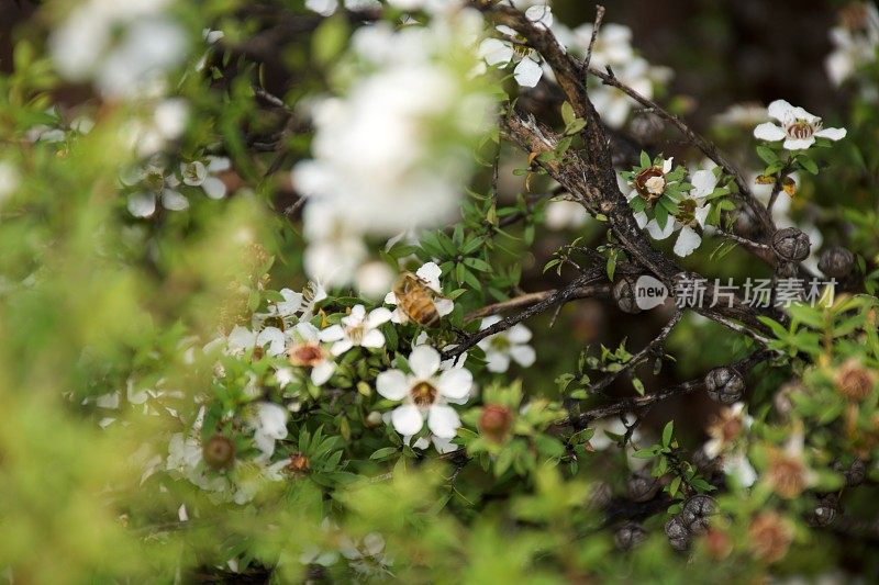 麦卢卡蜜蜂(Leptospermum scoparium)